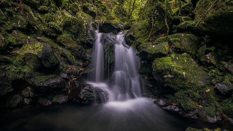 Ilha da Madeira comemora 25 anos da Floresta Laurissilva como Patrimônio Mundial da Unesco